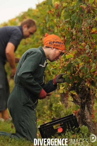 Vendanges, récolte du raisin, cépage chardonnay, dans un vignoble du Loir et Cher, appelation Cheverny