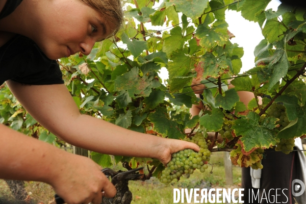 Vendanges, récolte du raisin, cépage chardonnay, dans un vignoble du Loir et Cher, appelation Cheverny