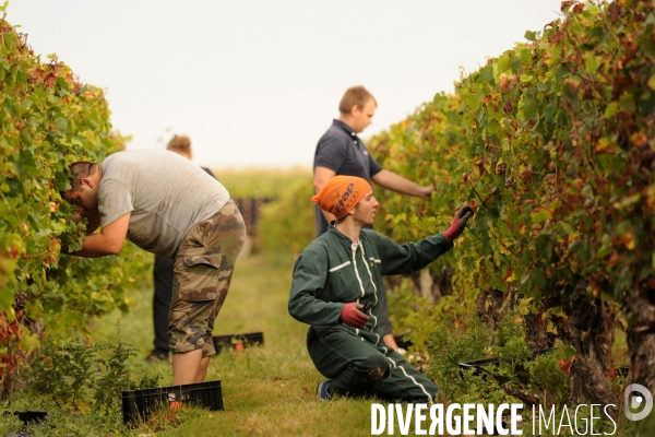 Vendanges, récolte du raisin, cépage chardonnay, dans un vignoble du Loir et Cher, appelation Cheverny
