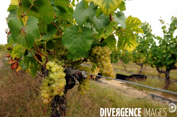 Vendanges, récolte du raisin, cépage chardonnay, dans un vignoble du Loir et Cher, appelation Cheverny