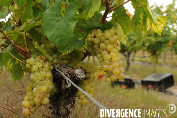 Vendanges, récolte du raisin, cépage chardonnay, dans un vignoble du Loir et Cher, appelation Cheverny