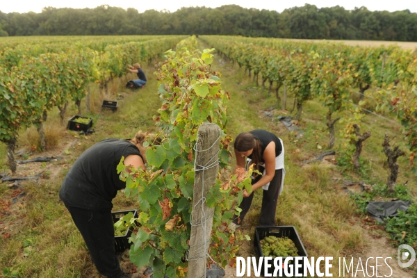 Vendanges, récolte du raisin, cépage chardonnay, dans un vignoble du Loir et Cher, appelation Cheverny