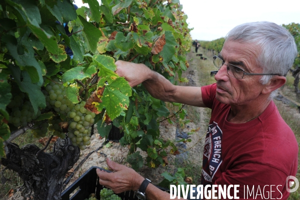 Vendanges, récolte du raisin, cépage chardonnay, dans un vignoble du Loir et Cher, appelation Cheverny