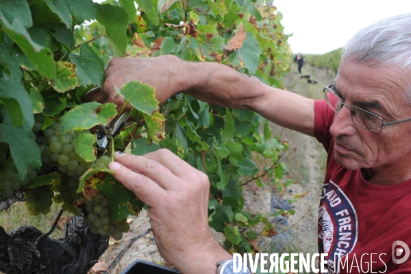 Vendanges, récolte du raisin, cépage chardonnay, dans un vignoble du Loir et Cher, appelation Cheverny