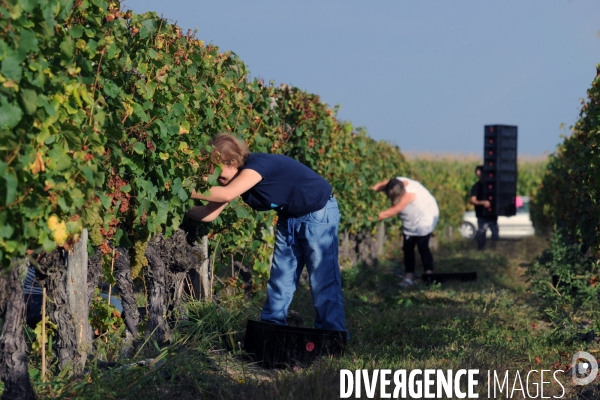 Vendanges, récolte du raisin, cépage chardonnay, dans un vignoble du Loir et Cher, appelation Cheverny