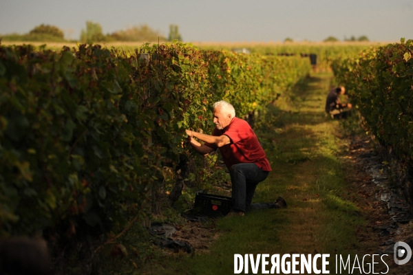 Vendanges, récolte du raisin, cépage chardonnay, dans un vignoble du Loir et Cher, appelation Cheverny