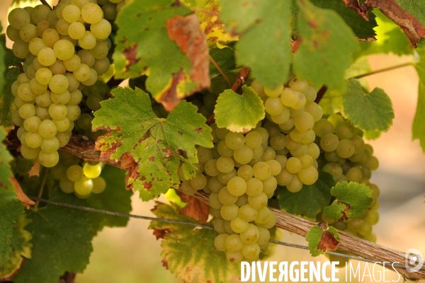 Vendanges, récolte du raisin, cépage chardonnay, dans un vignoble du Loir et Cher, appelation Cheverny