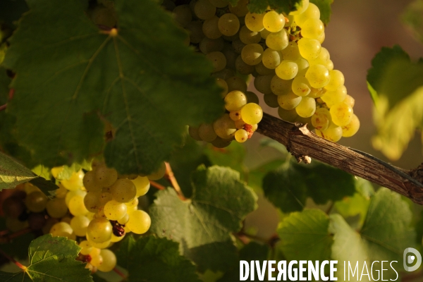 Vendanges, récolte du raisin, cépage chardonnay, dans un vignoble du Loir et Cher, appelation Cheverny