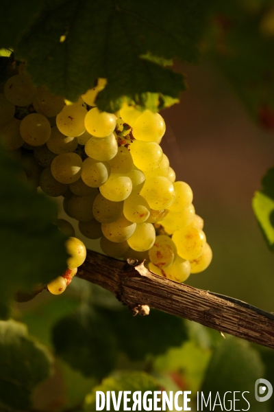 Vendanges, récolte du raisin, cépage chardonnay, dans un vignoble du Loir et Cher, appelation Cheverny
