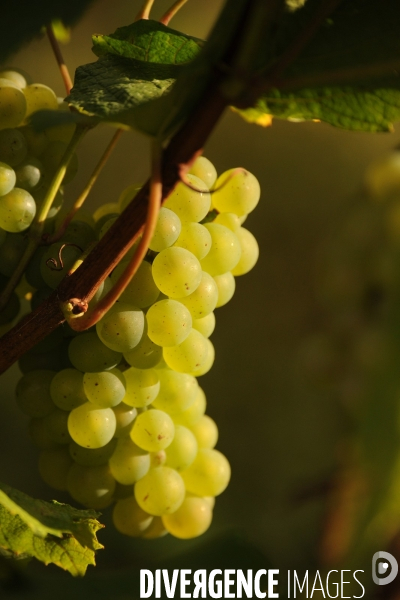 Vendanges, récolte du raisin, cépage chardonnay, dans un vignoble du Loir et Cher, appelation Cheverny