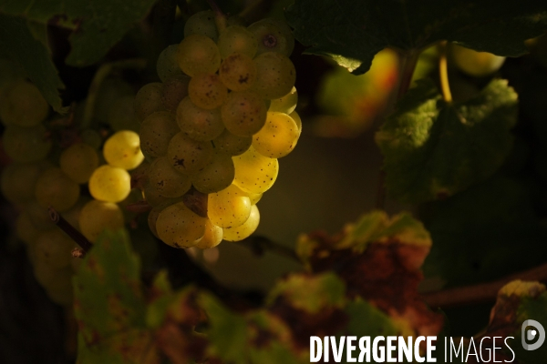 Vendanges, récolte du raisin, cépage chardonnay, dans un vignoble du Loir et Cher, appelation Cheverny