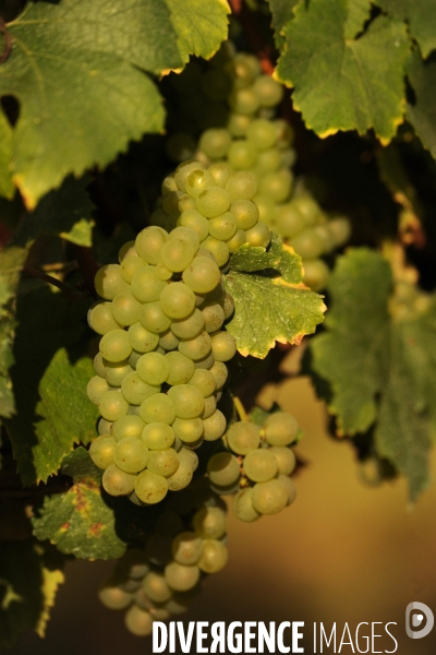 Vendanges, récolte du raisin, cépage chardonnay, dans un vignoble du Loir et Cher, appelation Cheverny