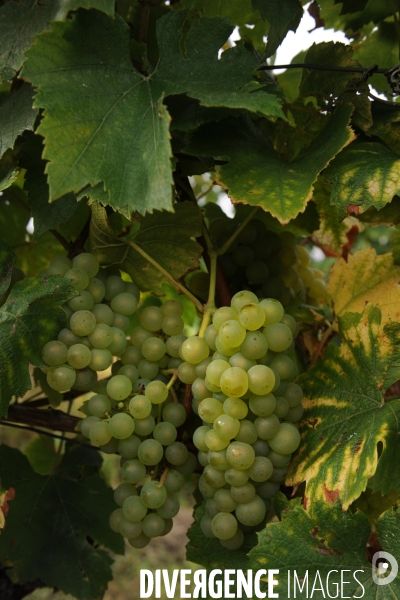 Vendanges, récolte du raisin, cépage chardonnay, dans un vignoble du Loir et Cher, appelation Cheverny