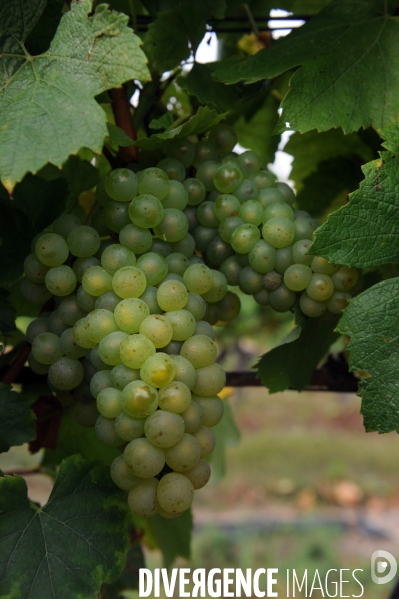 Vendanges, récolte du raisin, cépage chardonnay, dans un vignoble du Loir et Cher, appelation Cheverny