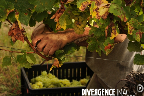 Vendanges, récolte du raisin, cépage chardonnay, dans un vignoble du Loir et Cher, appelation Cheverny