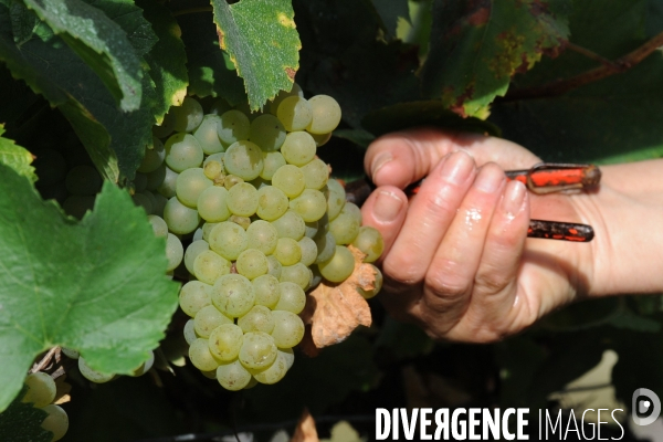 Vendanges, récolte du raisin, cépage chardonnay, dans un vignoble du Loir et Cher, appelation Cheverny