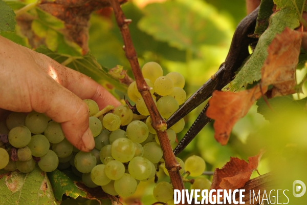 Vendanges, récolte du raisin, cépage chardonnay, dans un vignoble du Loir et Cher, appelation Cheverny