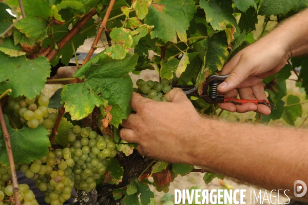 Vendanges, récolte du raisin, cépage chardonnay, dans un vignoble du Loir et Cher, appelation Cheverny