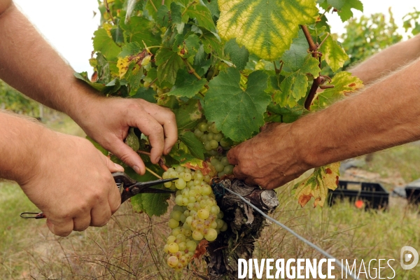 Vendanges, récolte du raisin, cépage chardonnay, dans un vignoble du Loir et Cher, appelation Cheverny