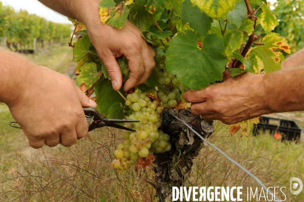 Vendanges, récolte du raisin, cépage chardonnay, dans un vignoble du Loir et Cher, appelation Cheverny