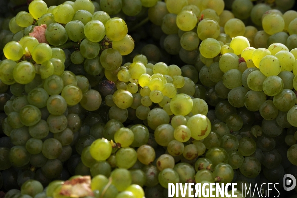 Vendanges, récolte du raisin, cépage chardonnay, dans un vignoble du Loir et Cher, appelation Cheverny