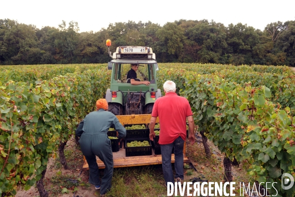 Vendanges, récolte du raisin, cépage chardonnay, dans un vignoble du Loir et Cher, appelation Cheverny