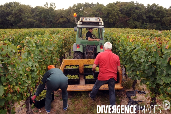 Vendanges, récolte du raisin, cépage chardonnay, dans un vignoble du Loir et Cher, appelation Cheverny