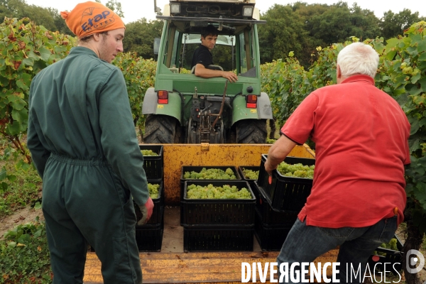 Vendanges, récolte du raisin, cépage chardonnay, dans un vignoble du Loir et Cher, appelation Cheverny