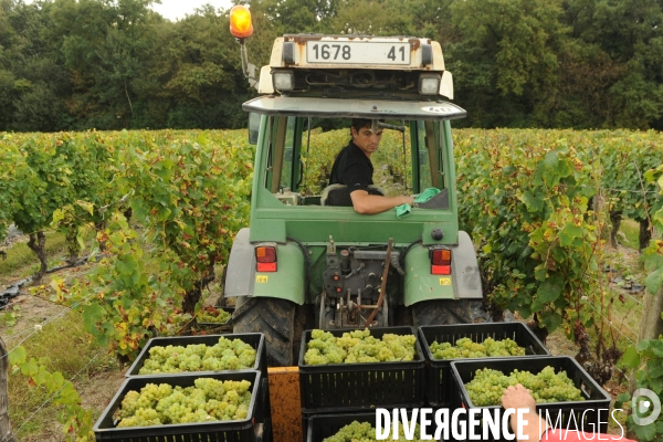 Vendanges, récolte du raisin, cépage chardonnay, dans un vignoble du Loir et Cher, appelation Cheverny