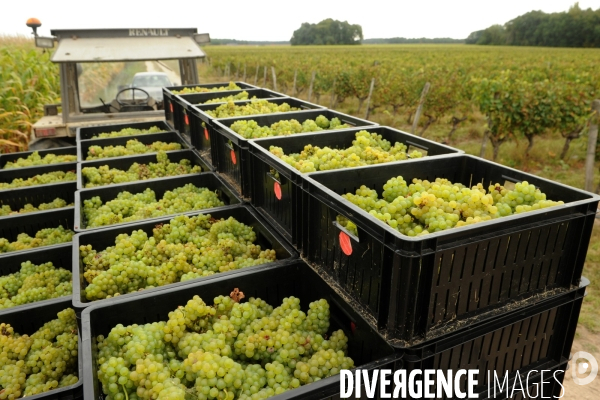 Vendanges, récolte du raisin, cépage chardonnay, dans un vignoble du Loir et Cher, appelation Cheverny