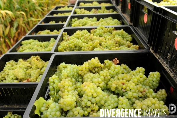 Vendanges, récolte du raisin, cépage chardonnay, dans un vignoble du Loir et Cher, appelation Cheverny