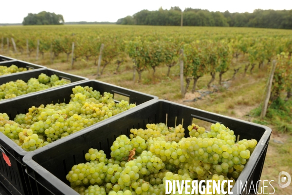 Vendanges, récolte du raisin, cépage chardonnay, dans un vignoble du Loir et Cher, appelation Cheverny