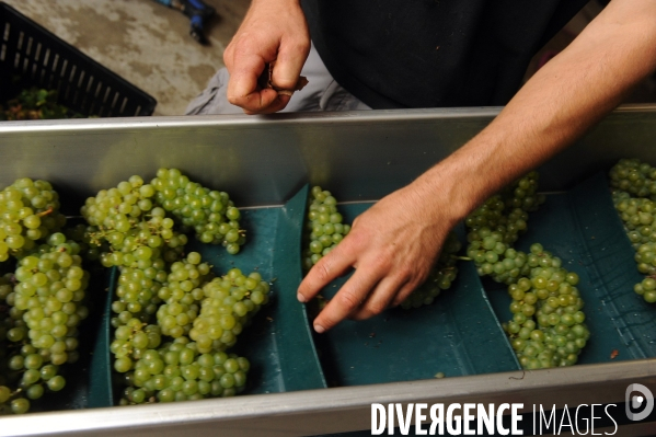 Vendanges, récolte du raisin, cépage chardonnay, dans un vignoble du Loir et Cher, appelation Cheverny