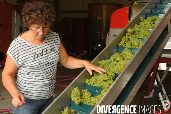Vendanges, récolte du raisin, cépage chardonnay, dans un vignoble du Loir et Cher, appelation Cheverny