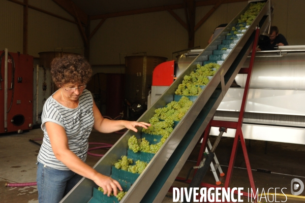 Vendanges, récolte du raisin, cépage chardonnay, dans un vignoble du Loir et Cher, appelation Cheverny