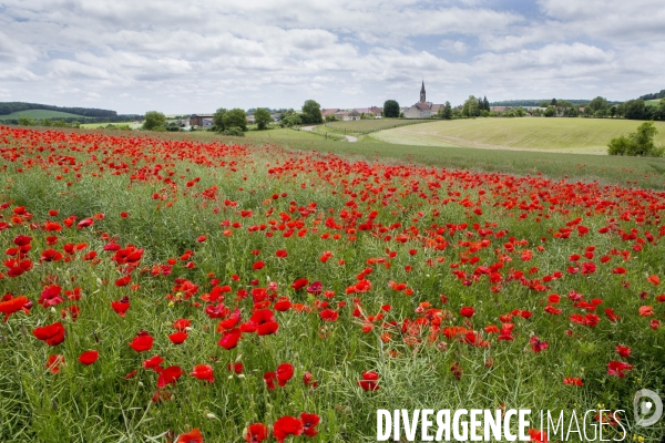 Vert, Rouge, Jaune