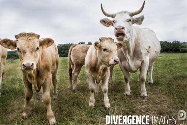 La ferme des Charolaises