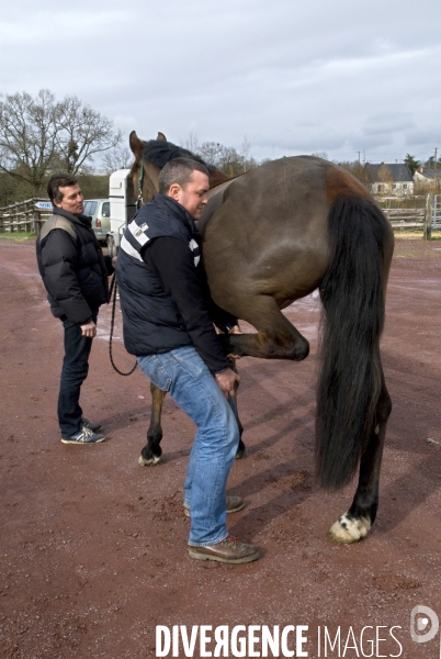 Clinique vétérinaire, ostéopathie animale pour chevaux. Veterinary clinic, animal osteopathy for horses.