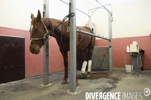 Clinique vétérinaire, ostéopathie animale pour chevaux. Veterinary clinic, animal osteopathy for horses.