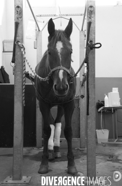 Clinique vétérinaire, ostéopathie animale pour chevaux. Veterinary clinic, animal osteopathy for horses.