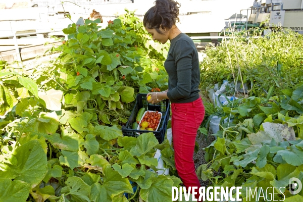 Toit potager sur un immeuble de bureaux d ERDF. Primeurs en ville