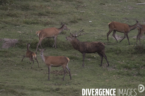 Petite Chronique d en Haut Le brame du Cerf