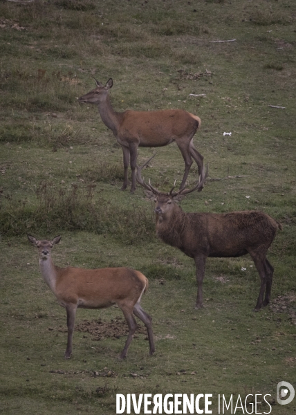 Petite Chronique d en Haut Le brame du Cerf