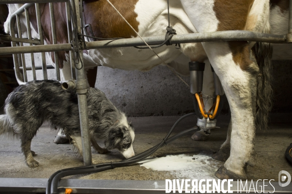 Petite Chronique d en Haut Le Fromage
