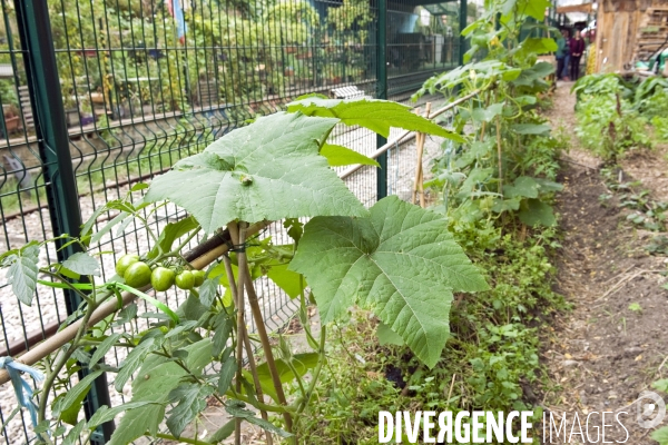 Illustration Septembre2015.Paris.La ferme urbaine de la Recyclerie le long des voies de la petite ceinture