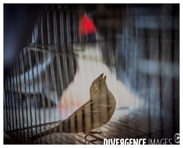 Piaf#Story#oiseaux Piaf Story ( la fille du Père Noel )