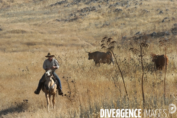 Les cow boys du plateau du golan