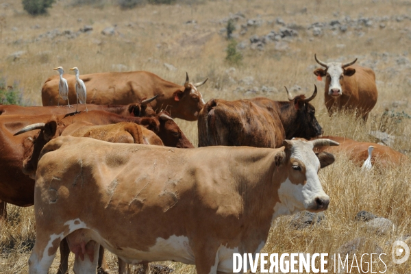 Les cow boys du plateau du golan