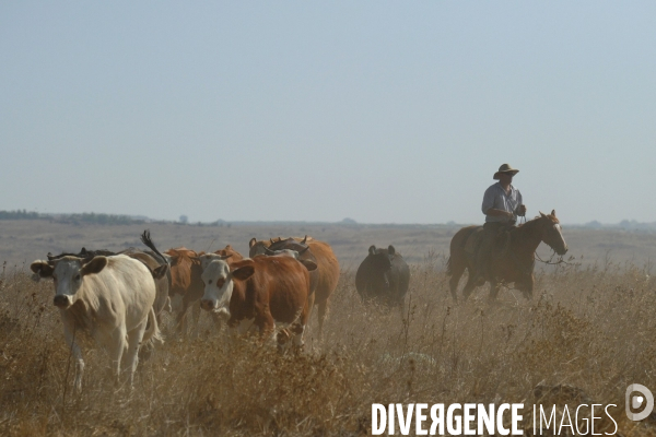 Les cow boys du plateau du golan