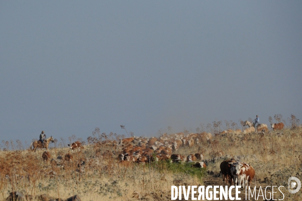 Les cow boys du plateau du golan